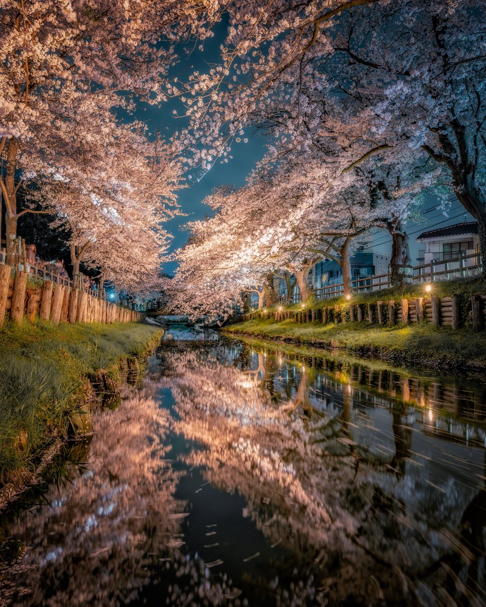 川越の桜ライトアップが綺麗なので、今年も見に行きたい