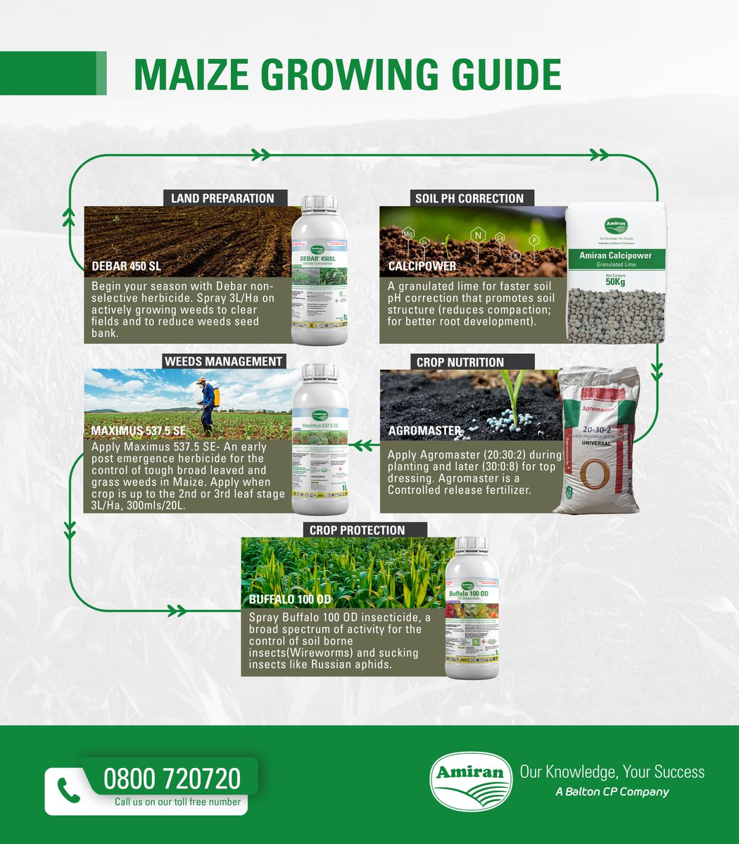 Don't just venture into Maize Farming, instead, farm the Amiran Way! Here is an effective maize guide to assist you navigate the initial challenges of maize farming during the first few weeks.