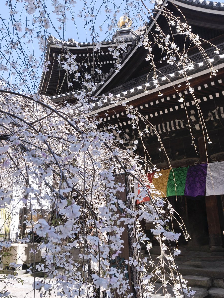 見頃を迎えた京都六角堂のしだれ桜