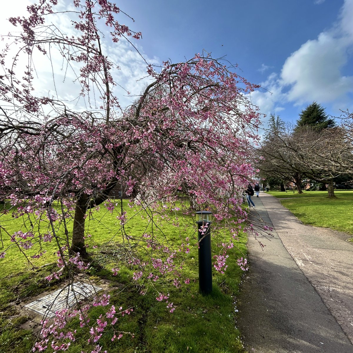 Spring at Keele is mostly filling your camera roll with endless photos of Cherry Trees 🌸 #LoveKeele

Fancy a stroll? Download the guided walk leaflet and view all the bloom times here ➡️ keele.ac.uk/arboretum/nati…