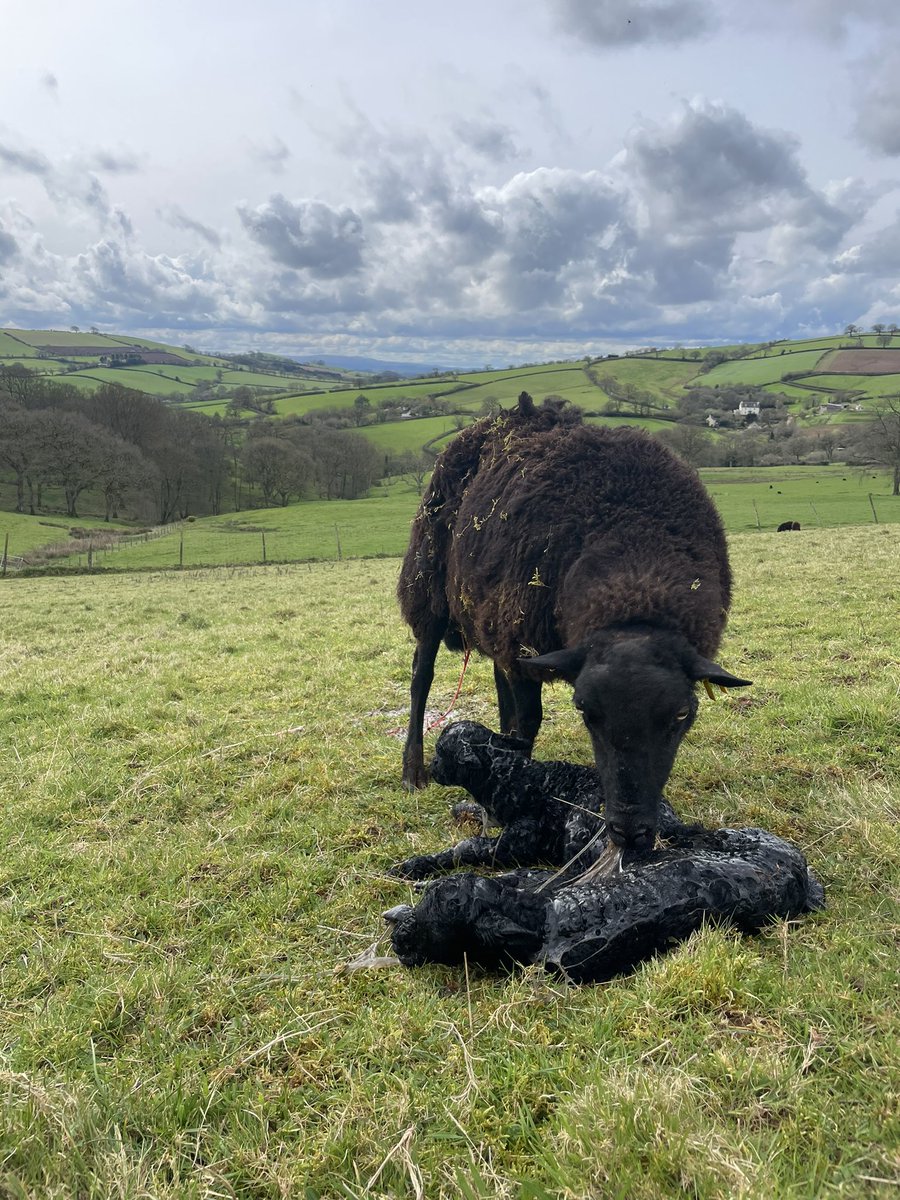 RixhamFarm's tweet photo. https://t.co/l7gCeJ1qep