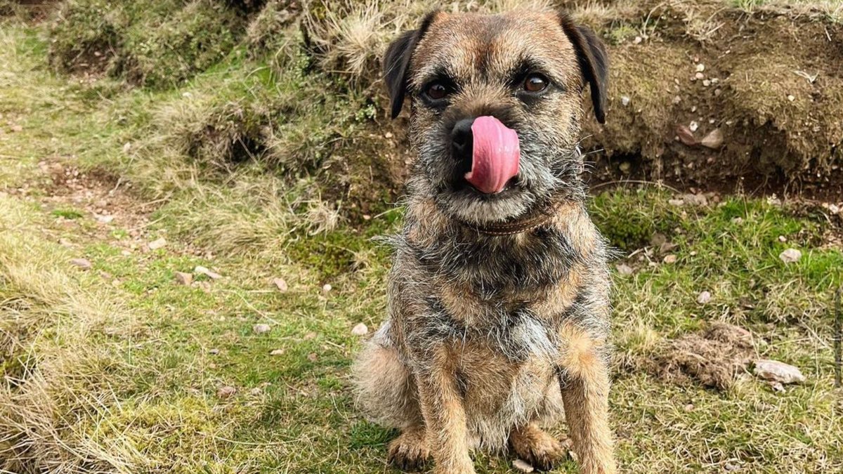 Terrific terriers, today is all about you! Featuring our very own Superfan, Stan the Border Terrier, we're celebrating all terrier breeds and their fun and energetic personalities. Join in by sharing a photo of your terrier and telling us a bit about them 📸 👇