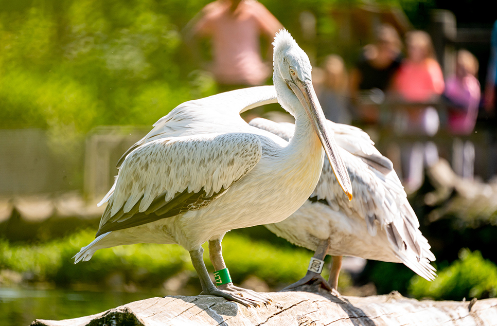 Children of the West Sussex Young Carers Family Service were treated to a free visit to WWT Arundel, made possible through the WWT’s partnership with the National Garden Scheme. The children said a highlight was seeing our Dalmatian pelicans. ow.ly/3OP050R2XbV
