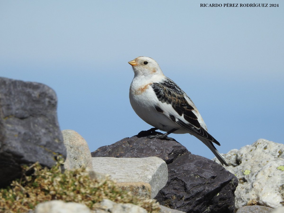 El otro día subí a la cima del Moncayo y pude observar a estos 2 machos de escribano nival. #Zaragoza #birdwatching #Birding #birds