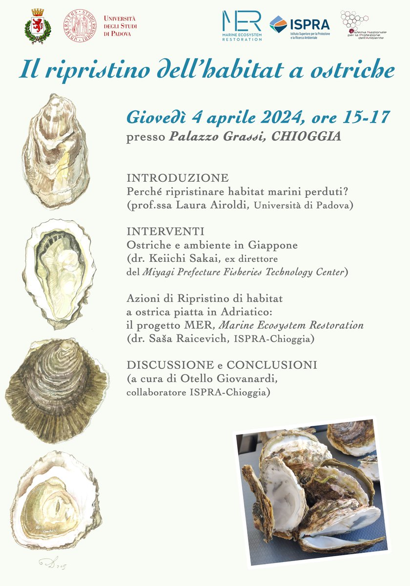 Restoring oyster reefs is highly important! Join us at Palazzo Grassi (Chioggia, Venezia) for a discussion on previous and current restoration projects in Japan and Italy.