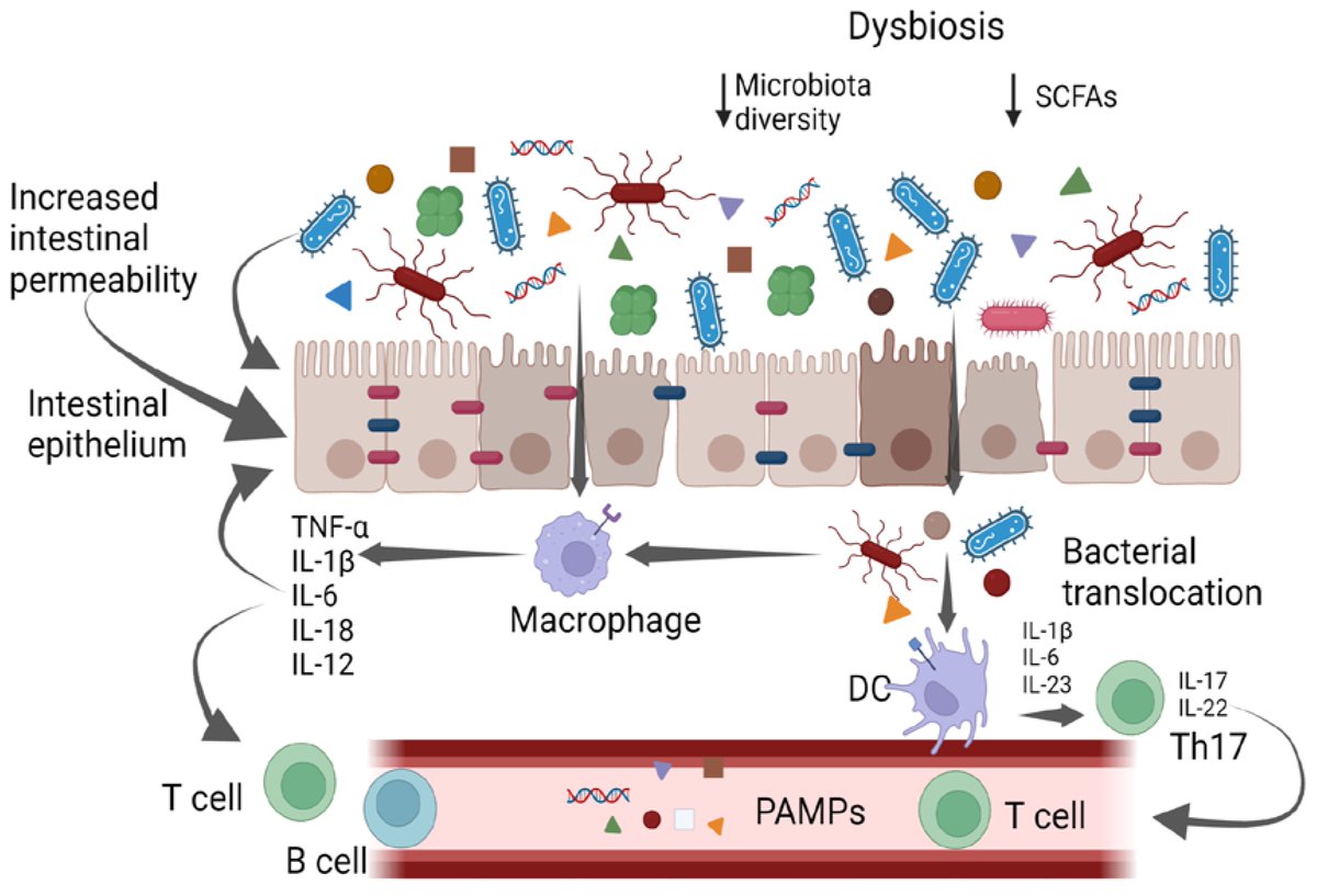 Future Modulation of Gut #Microbiota: From Eubiotics to #FMT, Engineered Bacteria, and Phage Therapy. mdpi.com/2079-6382/12/5… @MDPIOpenAccess @sevandrea96, @Will_fusco, @bhmullish, Antonio Gasbarrini, @GiovanniCammar9,@FRPonziani, @gianluca1aniro and coll