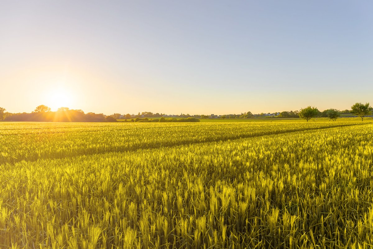 Lancaster Photosynthesis Group (@lancsphotosynth) on Twitter photo 📢#PlantSciJobs opportunity: Plant Physiologist w/ <a href="/ecarmosilva/">ElizabeteCarmo-Silva</a> <a href="/LancsUniLEC/">Lancaster Environment Centre</a> . Elizabete is recruiting a postdoc researcher for the Delivering Sustainable Wheat project, if interested & at #monogram24 catch Elizabete or Carmen for a chat, apps close May 9 wp.me/p9L9PV-ik 📢#PlantSciJobs opportunity: Plant Physiologist w/ <a href="/ecarmosilva/">ElizabeteCarmo-Silva</a> <a href="/LancsUniLEC/">Lancaster Environment Centre</a> . Elizabete is recruiting a postdoc researcher for the Delivering Sustainable Wheat project, if interested & at #monogram24 catch Elizabete or Carmen for a chat, apps close May 9 wp.me/p9L9PV-ik