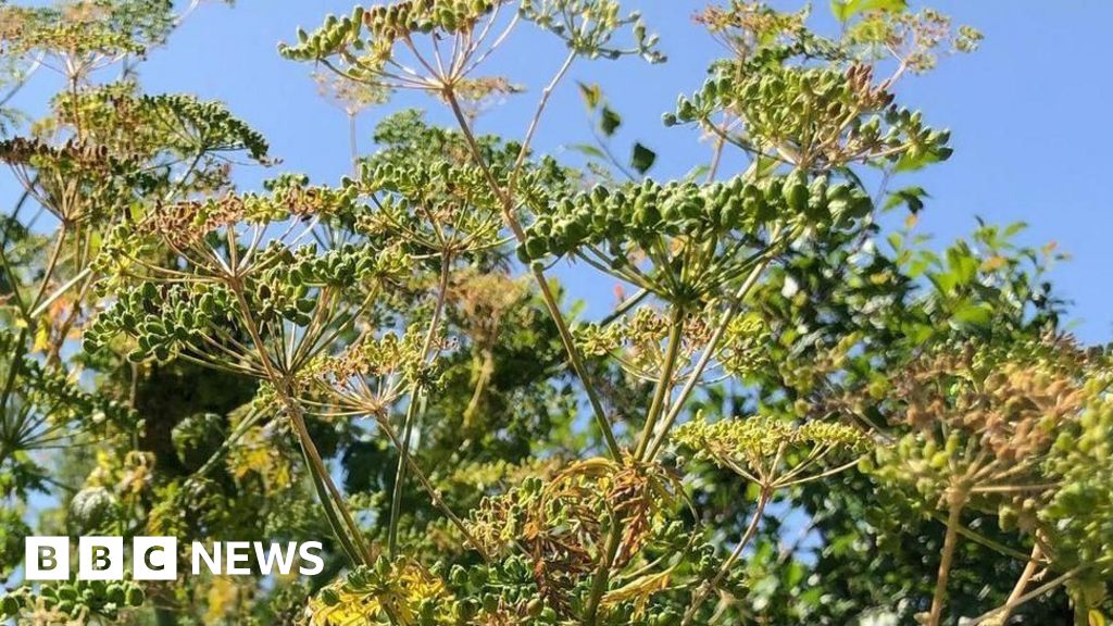 Work scheduled to remove toxic #plants from #ponds bbc.co.uk/news/articles/… #hemlock #horticulture