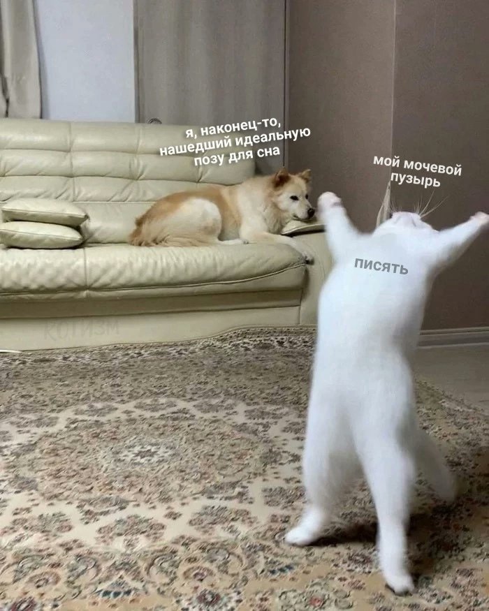 OlxScene's tweet image. 25/8