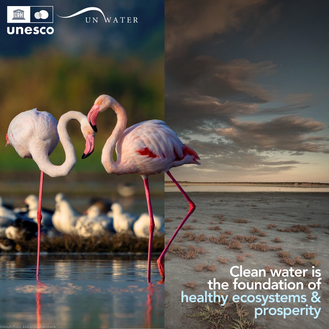 What future do we want for our planet? 80% of wastewater flows back into nature without being treated or reused - causing irreversible harm to ecosystems. #WorldWaterDay reminds us to take action #ForNature before it’s too late. unesco.org/reports/wwdr/e… #WorldWaterReport #WWDR