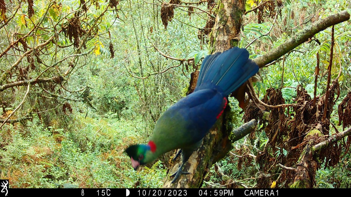 Nyungwe National Park tweet media