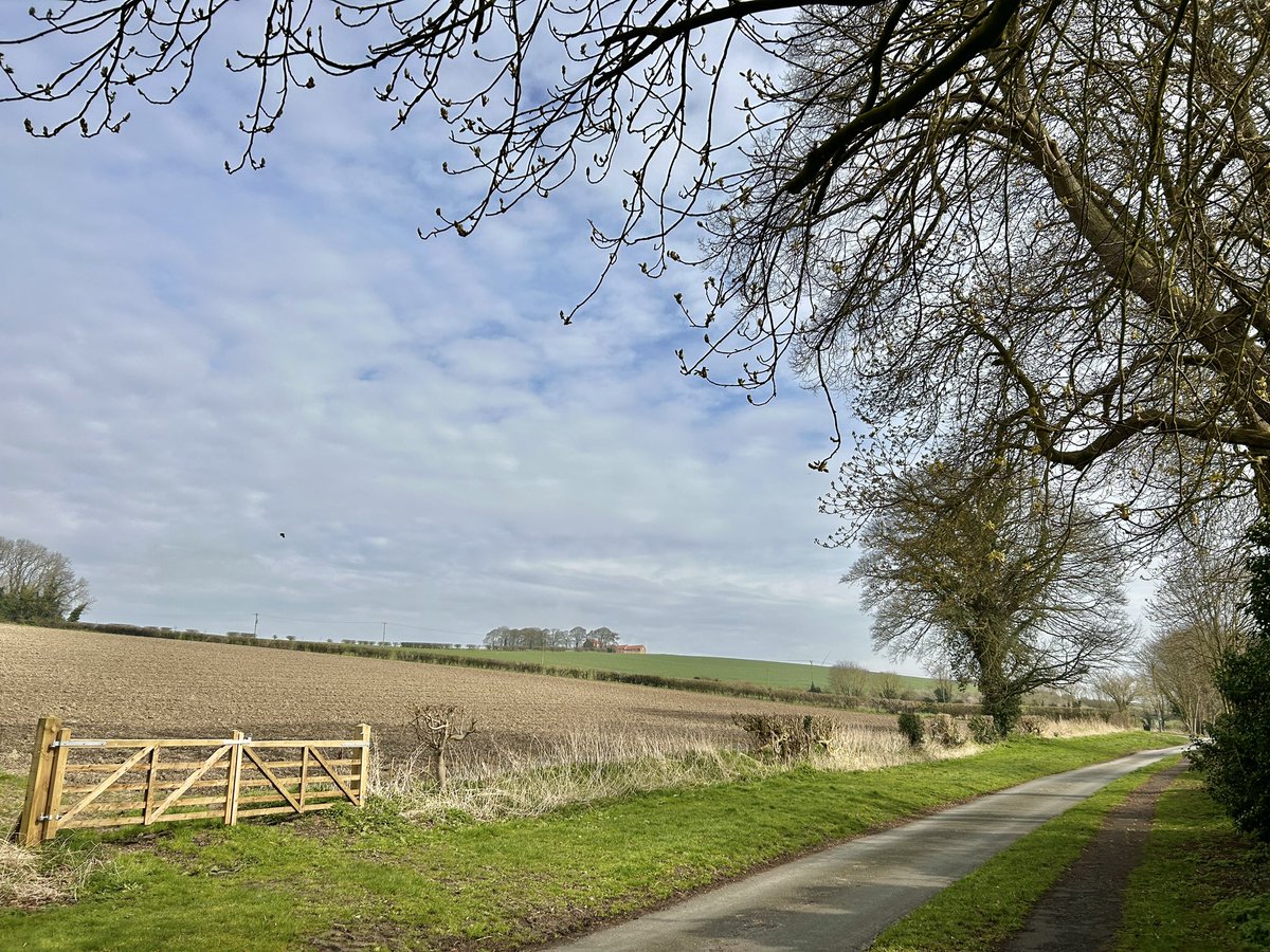 Morning Lanes. 9°C and a hint of blue. Leaves unfurling on the Horse Chestnut.