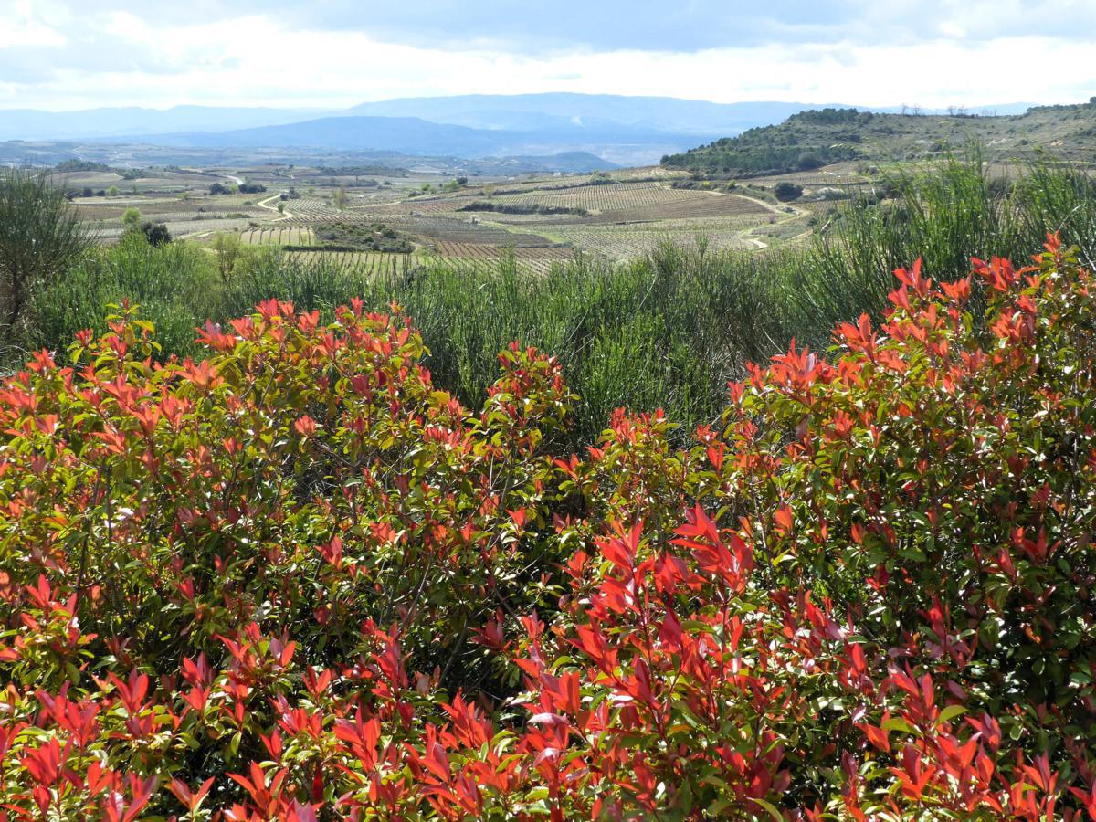 This cheery plant is brightening up an otherwise grey early-spring day here at #BodegasObalo #Rioja.