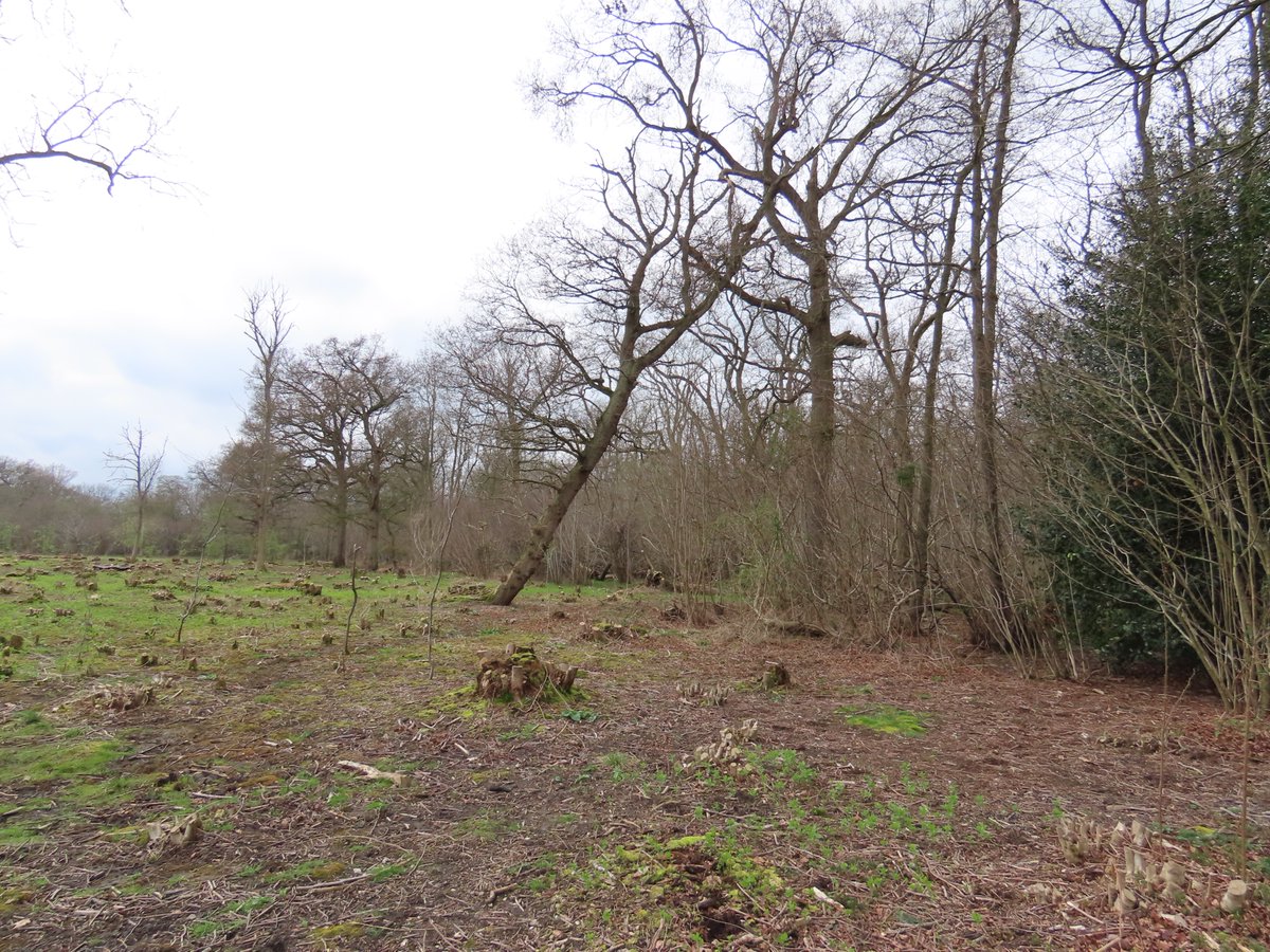 📌 Ashwellthorpe, Norfolk, England, UK Clearing and coppicing woodland is a beneficial management tool used to create scrubland as seen in this picture. Scrubland is an important habitat for nesting birds, especially in the Spring. #Woodland #birds #Norfolk #England #UK