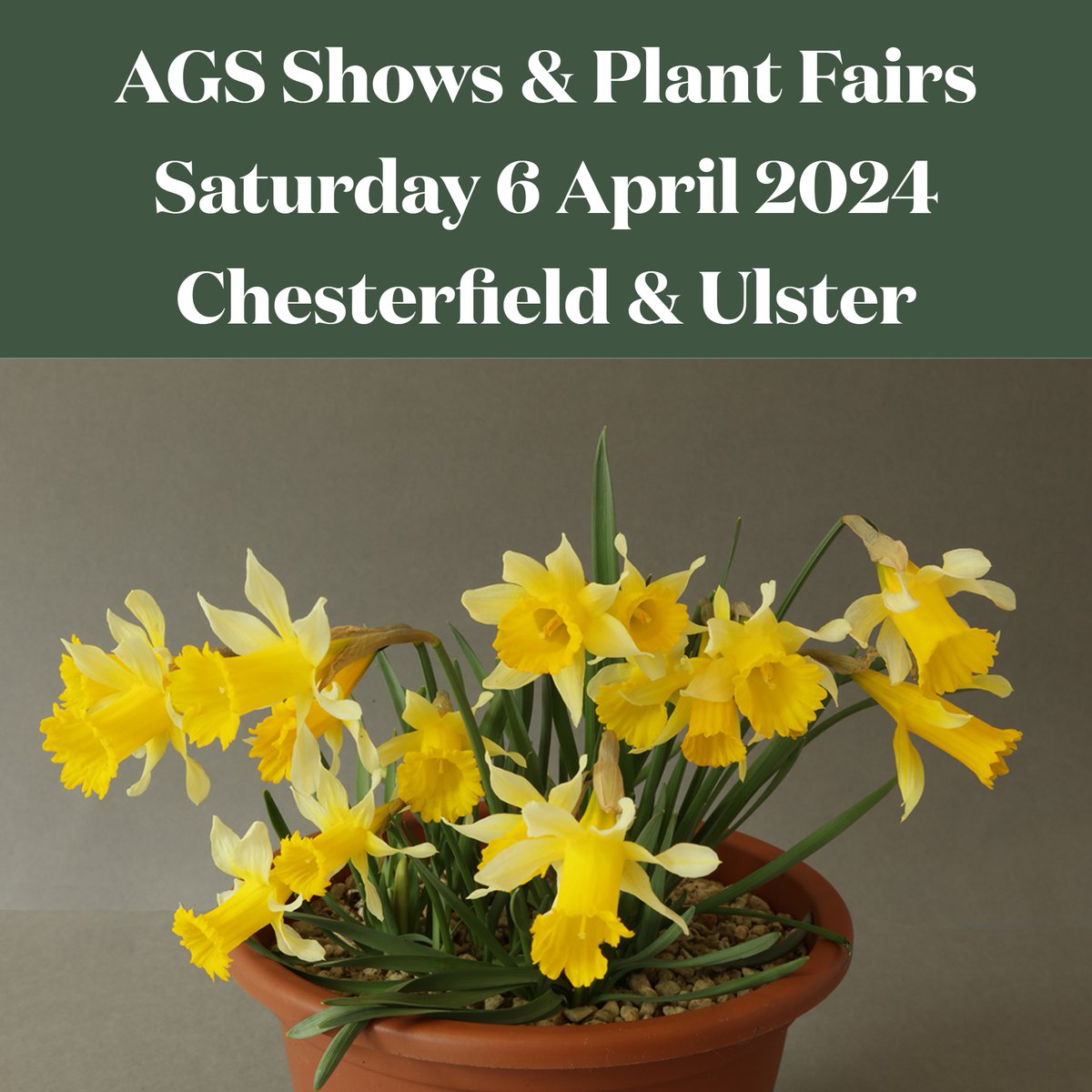 This Saturday we are organising Alpine Shows & Plant Fairs in Chesterfield & Ulster. Visit the North Midland at the Arkwright Centre, Chesterfield S44 5BS. Visit the Ulster show at the Greenmount Agricultural & Horticultural College, Muckamore, Co. Antrim, BT41 4PU.