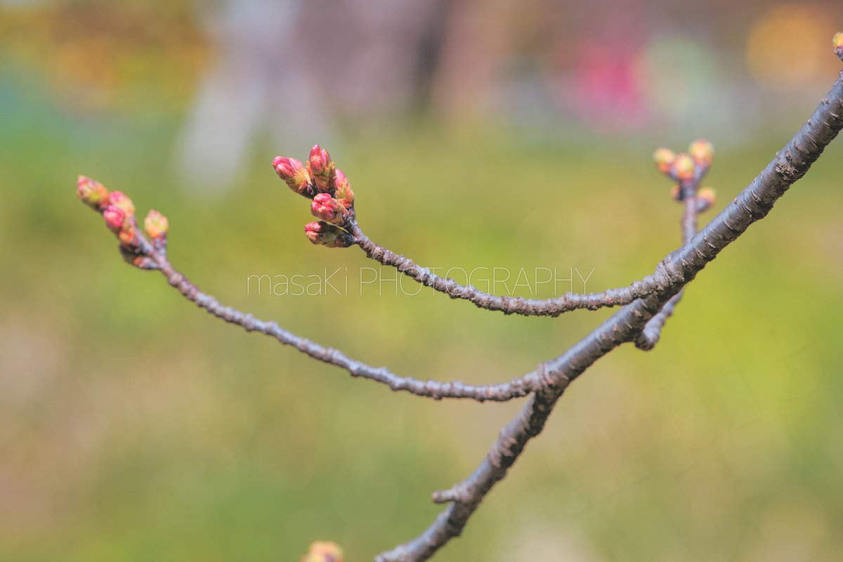 今日の松川べり、桜の様子。 富山県内でもソメイヨシノが早く咲くことで知られる松川べり。固いつぼみが多い中、先端がピンク色に膨らんだつぼみも見かけました。 写真は今日、富山市・松川べりで撮影。