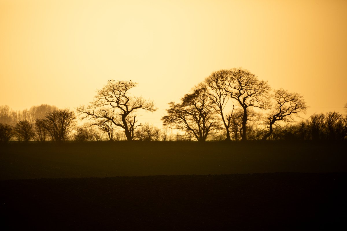 Stillness of magical nature in the sunny backlight. #udkantsdroemmer #denmark #danmark #lolland #nature #NaturePhotography #NatureBeauty #natur #countryfile #udkantsdanmark #sun #eveningsun #sol #aftenssol #sunset #landscapes #landscapephotography #backlight