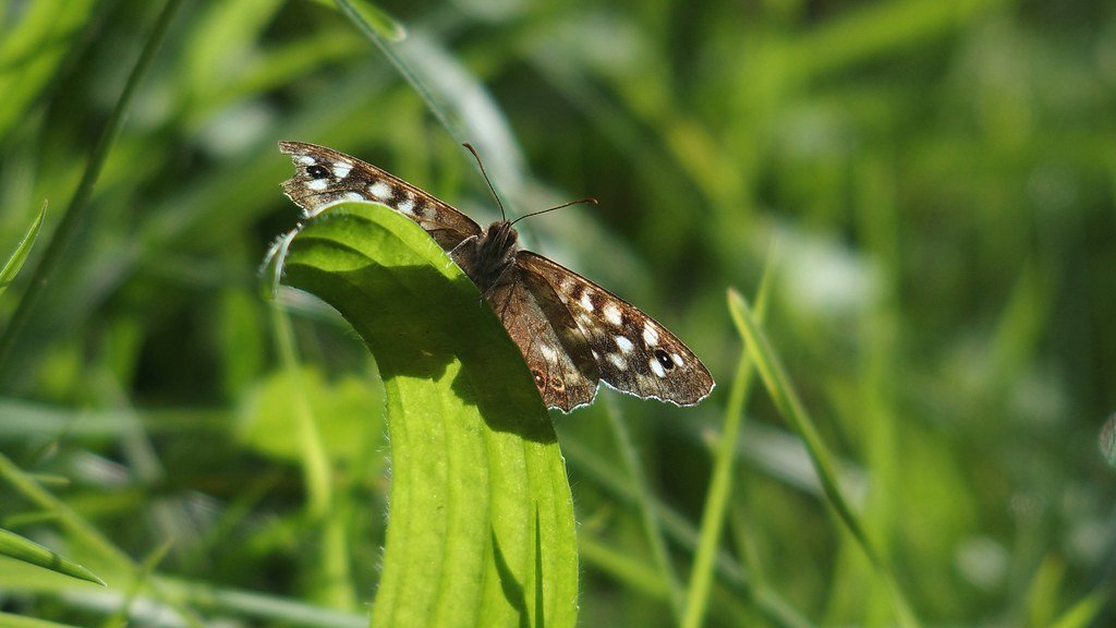 Les papallones 🦋 informen sobre l'estat de salut dels ecosistemes: són bioindicadors. Descobriu @uBMS_project, projecte de ciència ciutadana. 👀 👉 ubms.creaf.cat #SantAndreuAmbiental #BcnSostenible