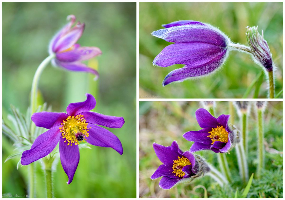 Pulsatilla vulgaris is known as the ‘Pasque flower’, a name said to have been given because it flowers around #Passover and #Easter. In olden times it was believed a Pulsatilla flower wrapped in red cloth and carried about one’s person would ward off illness. #LegendaryWednesday