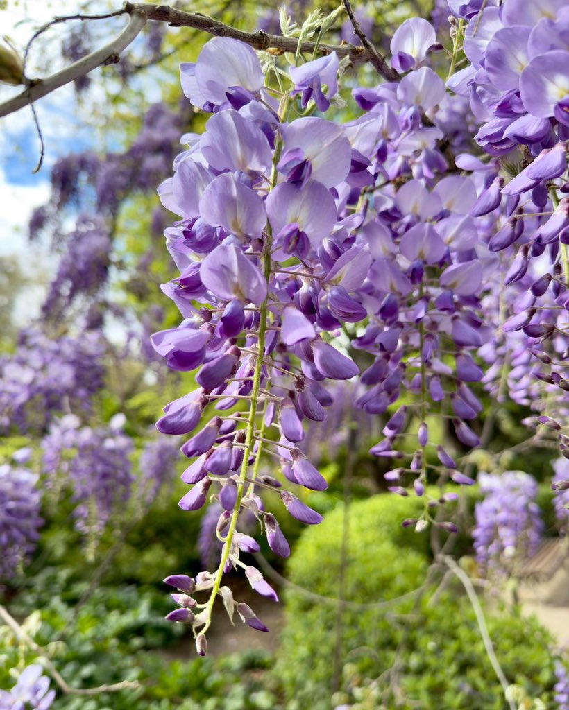 Como cada año nuestra Wisteria sinensis (glicinia) nos abre la senda de la primavera. Marco Polo la trajo a Europa desde Oriente y podéis disfrutar de su fragancia y cromatismo en el @RJBOTANICO @CSIC (10:00 a 18:30 horas). @Adellanotte nos regala este racimo colgante violeta.