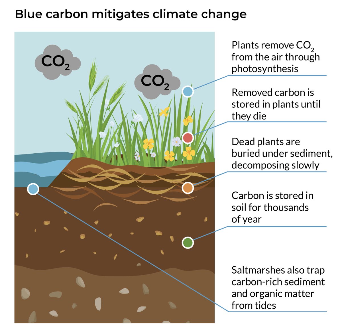 And we catch up with <a href="/annette_burden/">Annette Burden</a>, saltmarsh expert at UKCEH, to find out about #BlueCarbon and the role of saltmarshes in capturing carbon to mitigate climate change

See an episode summary with the link to subscribe: ceh.ac.uk/news-and-media… 

#CountingTheEarth 🎧🌍 3/3