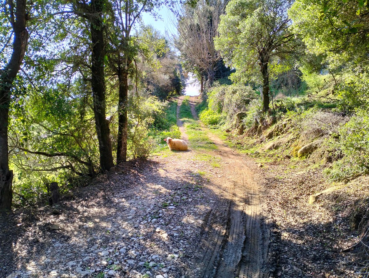 Κάθε πρωί θα κάτσει να λιαστεί για καμιά ωρίτσα. Πάντα στο ίδιο σημείο.