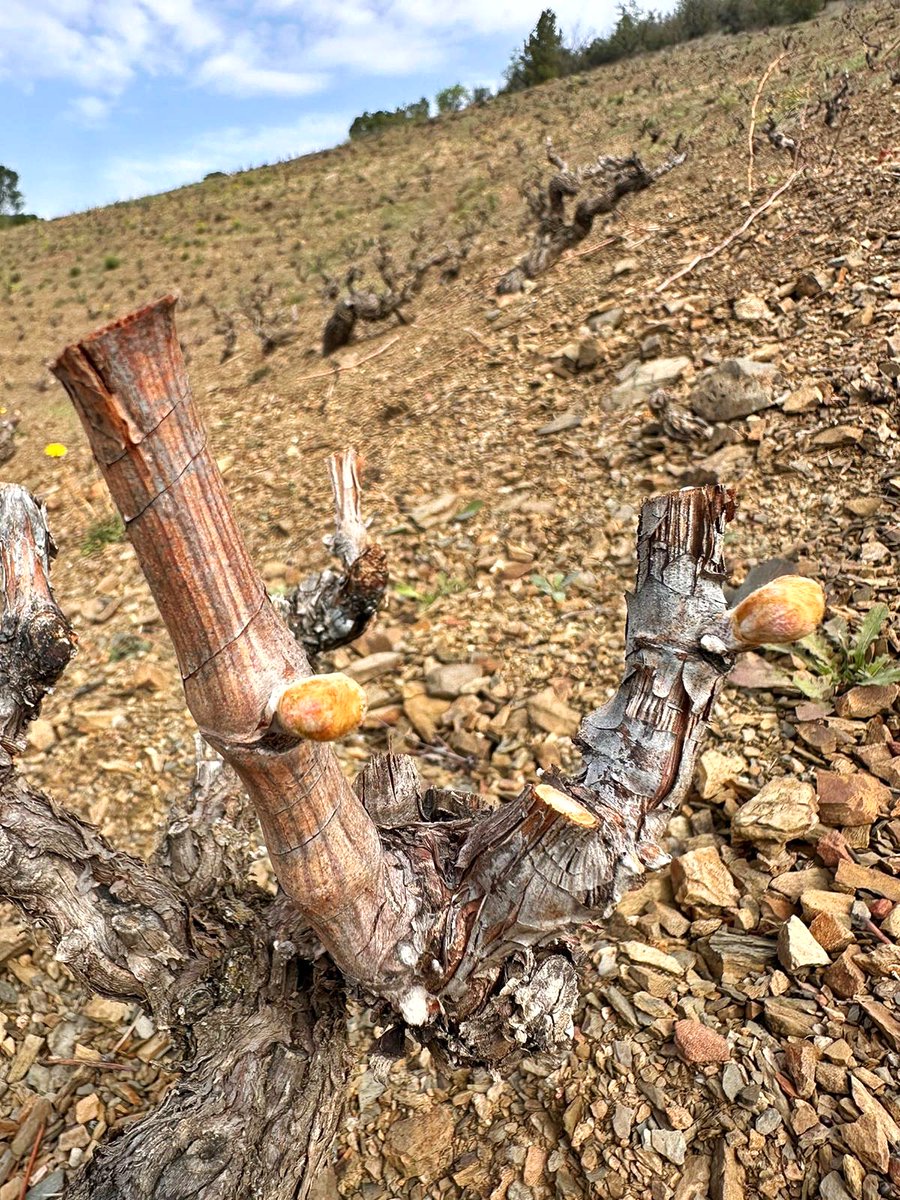 masdoix's tweet image. Per Sant Josep el brot al cep!

🍃 Some fews days later 🍃it is #sprouting 

#MasDoix #aWindowToMasDoix #MasDoixWinery #Poboleda #Priorat