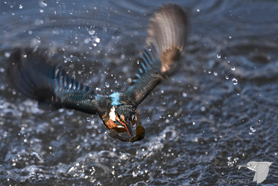 今日のカワセミ　 Eisvogel des Tages #カワセミ #かわせみ #野鳥撮影 #Kingfisher #Z9