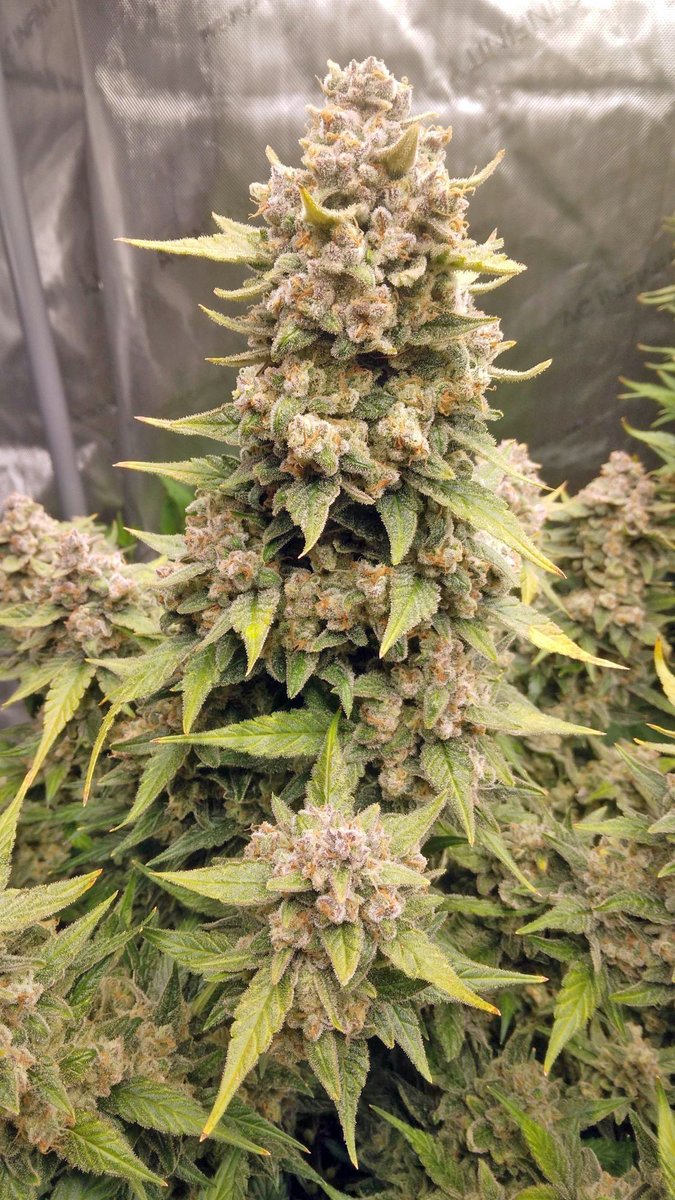 🚨Giveaway!🚨
We are giving away:
+ 10 seeds of the award-winning Fast_Buds
 genetics  that are available on our official website
+ Epic Hoodie
+ Eco-friendly 420 Jar
+ Those special 420 Socks😉
+ Grower Gloves
+ Geotextile Pot
🚨Rules~
• Follow fast_buds
• Tag 3 friends 
•