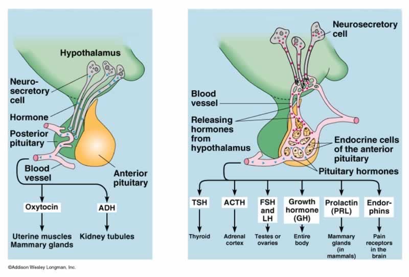 Pituitary hormones