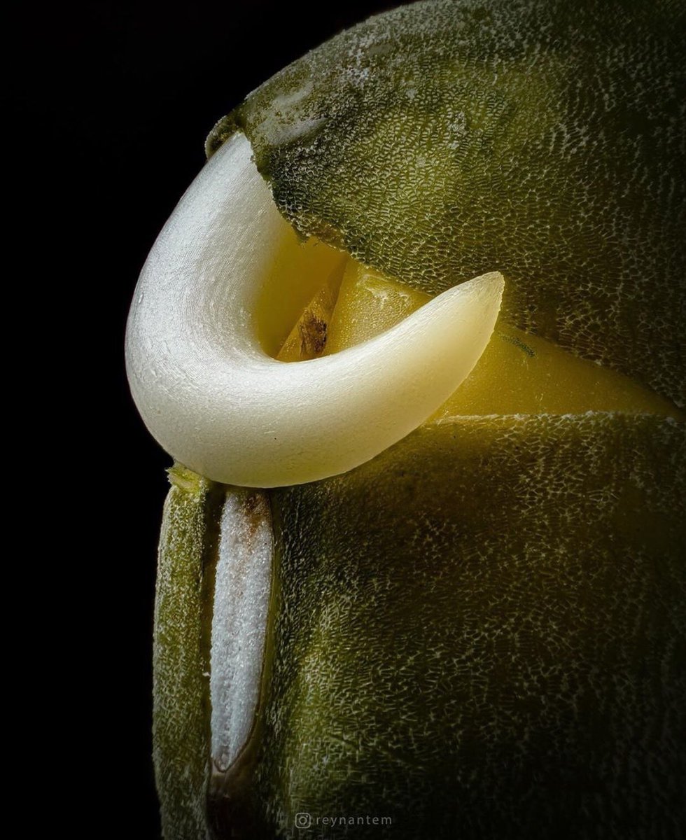 Closeup shot of a mung bean germinating