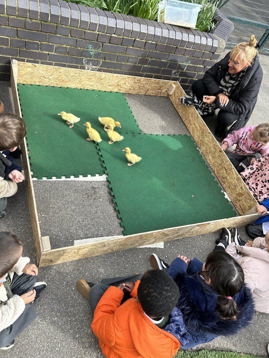 🦆Our EYFS class is quackers for these ducklings! From hatching to their first swim & adventure outdoors, it's been a brilliant learning journey 🦆