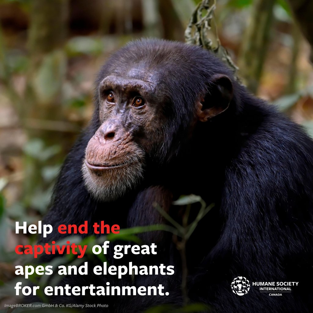 Last week, #BillS15, which would ban the #captivity of #elephants and great #apes for entertainment in Canada, passed Second Reading in the @SenateCA and moved to committee! 🐘🦧🎉 Show your support: l8r.it/gZs0