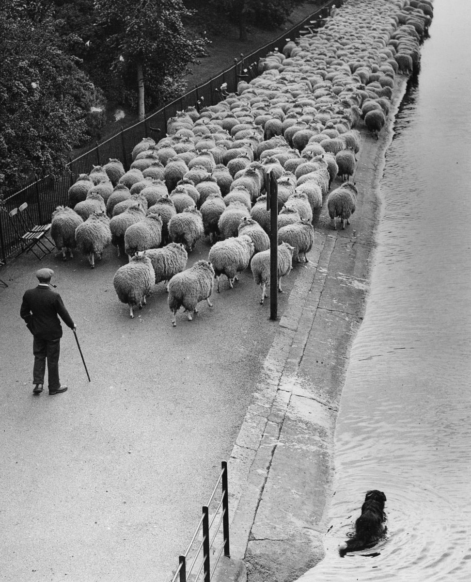 Fabulous photo from the Getty Archive • 16/3/1938, Hyde Park's shepherd led his sheep along the Serpentine pathway to new Spring grazing in the London park. His dog has taken to the water to prevent the sheep from swimming away.⁠ 📷️: George W. Hales/Fox Photos/Hulton Archive