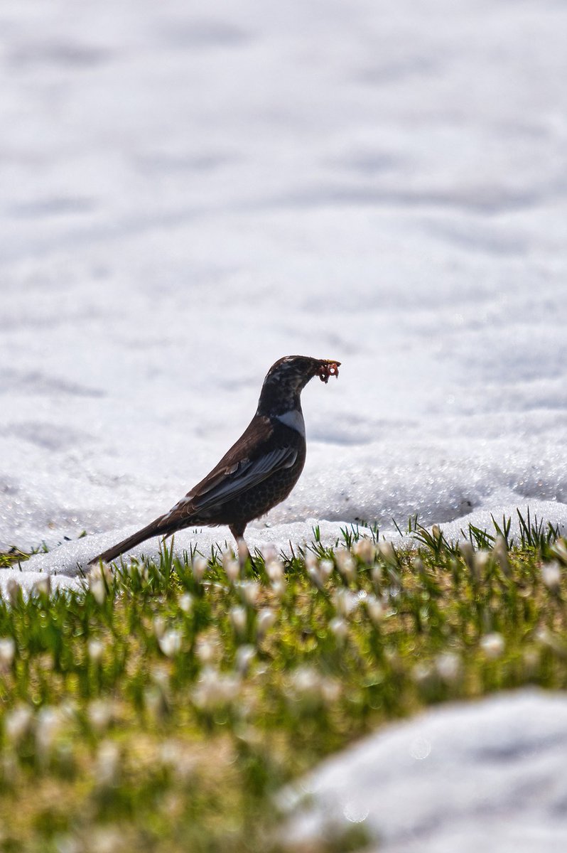 April 9, 1774 – The ring-ouzel appears on it’s spring migration. It feeds now on ivy-berries, which just begin to ripen. Ivy blossoms in Octobr. In the autumn it feeds on haws, yew berries, &c.: also on worms, &c.