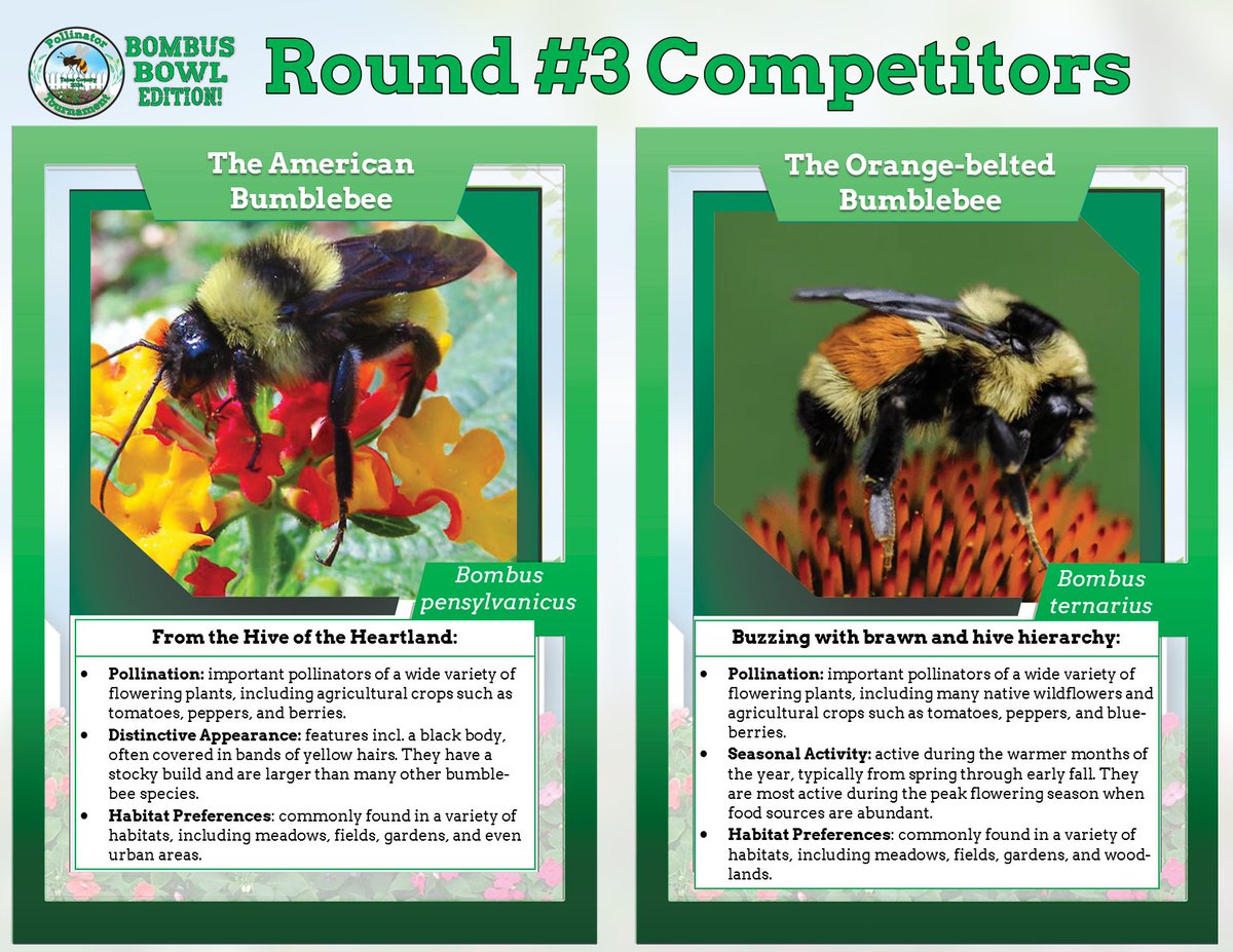 We're halfway through the Yates County Pollinator Tournament: Bombus Bowl Edition! The American Bumblebee and the Orange-belted Bumblebee are now competing for a spot in the final round. To vote for your favorite, click the link below: forms.gle/SLXxXFcaKoAmAK…
