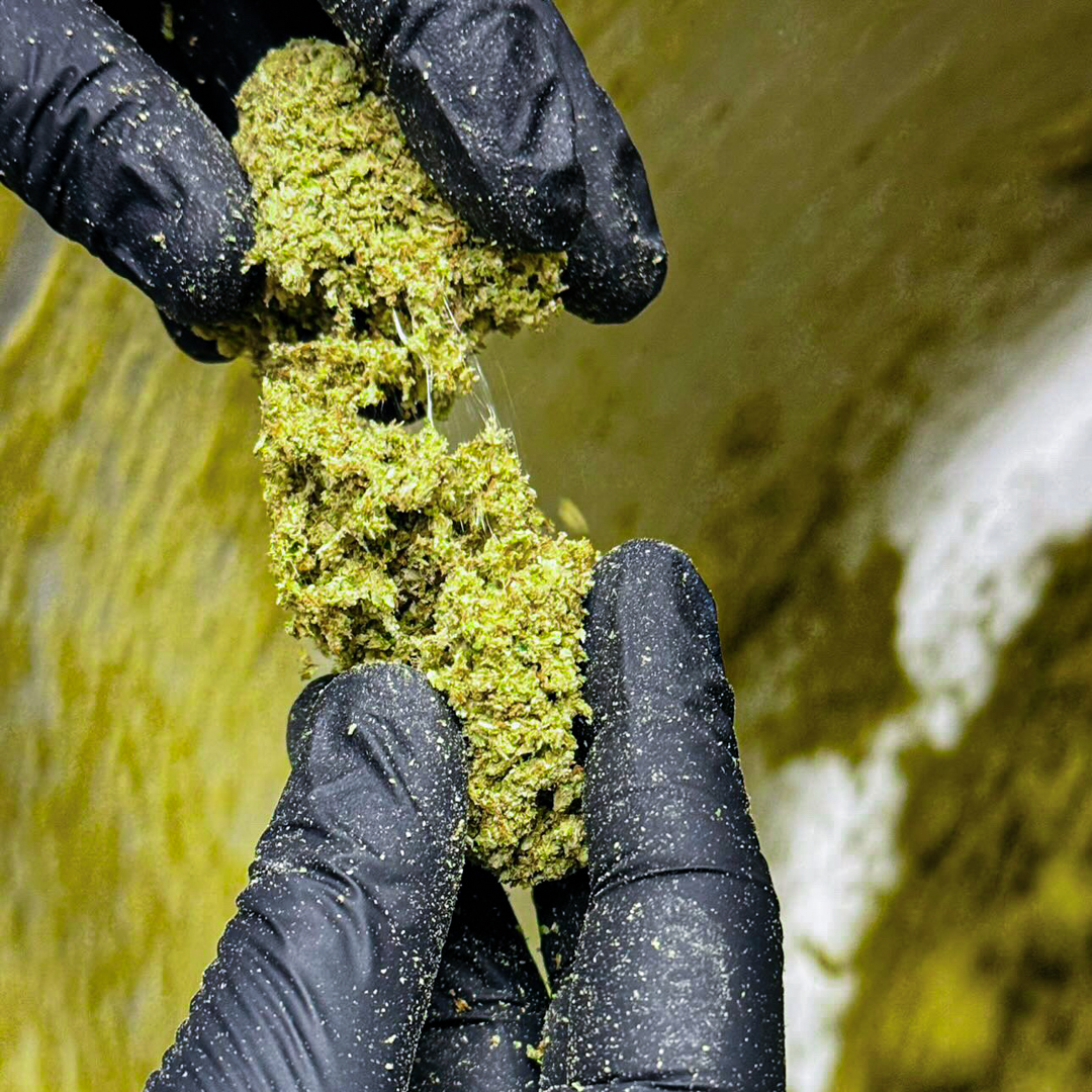 TheClearBrands's tweet image. No, this isn't the stickiest nug you've ever seen 👀 This is actually a clump of ground flower after it's been mixed with our premium oil. This is what goes into Twax. Premium, whole flower mixed with premium c@nnabis oil. #theclear #theclearbrands #twax