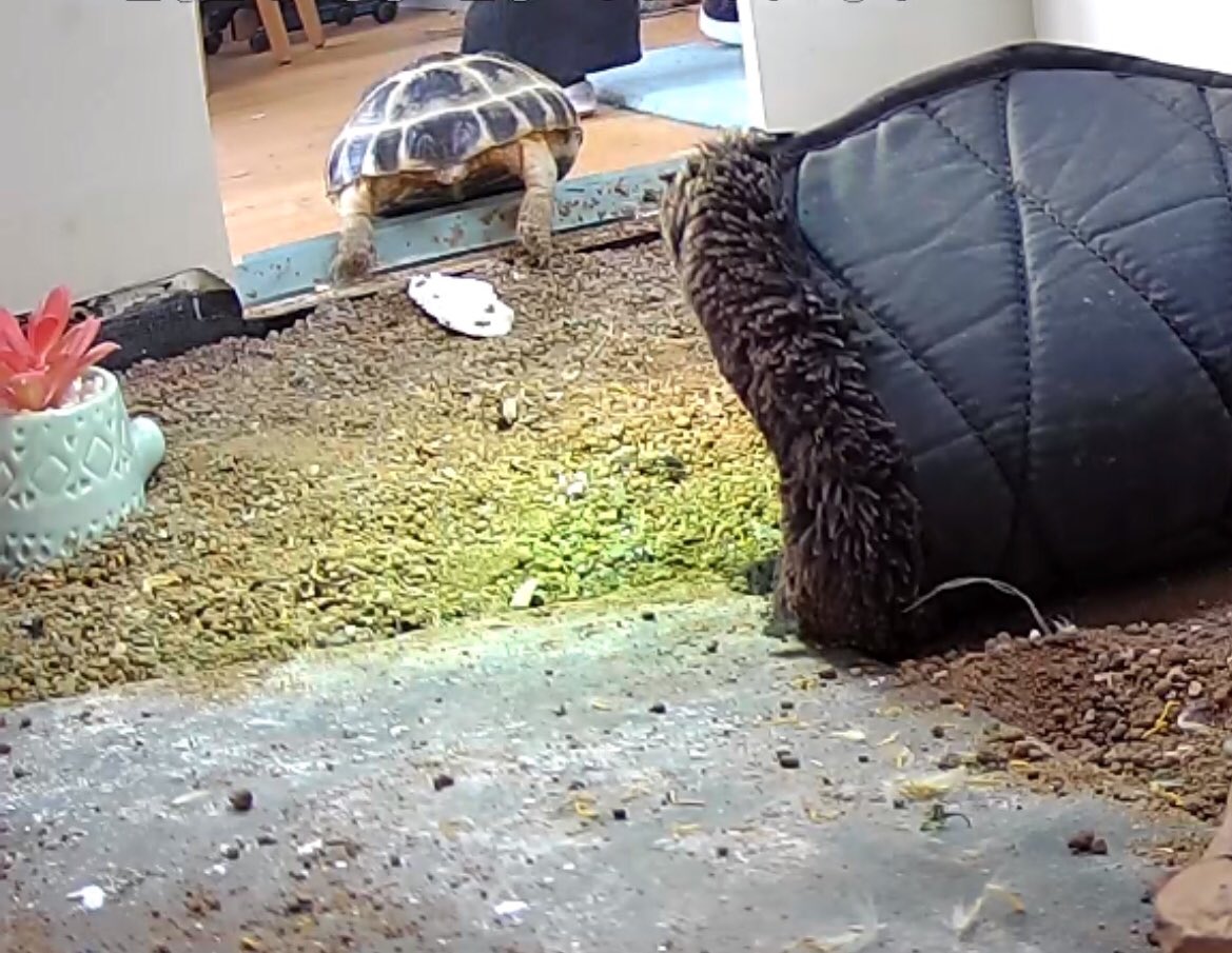 Albie cam caught me asking to come out for a patrol yesterday! #Explorer 🐢💚 🧭