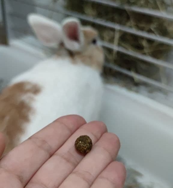 Niñas y niños no se dejen engañar, estos son los verdaderos 'Huevitos que trae el conejo de pascua' ....ah y otra cosa el viejo pascuero si existe, que no traiga las bicicletas que uno pide es otra wea, pero existe y es chileno🤣