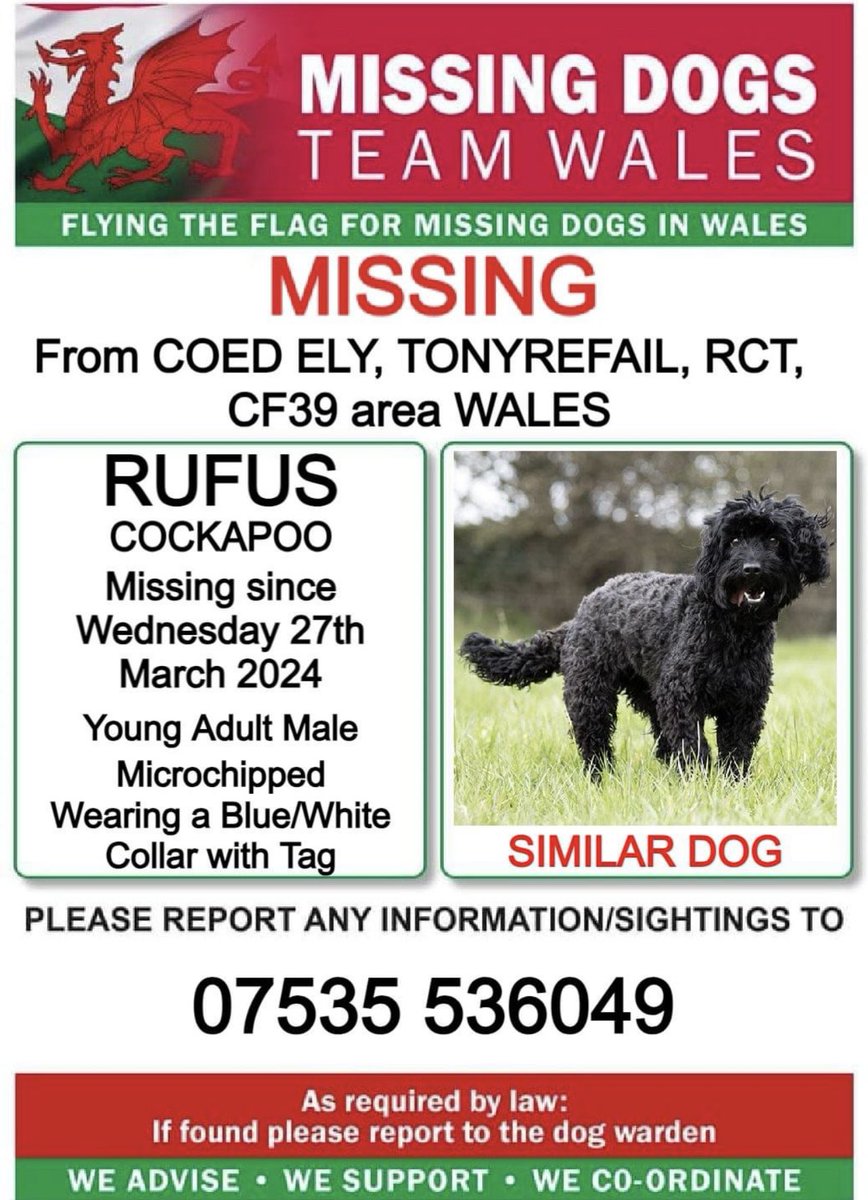 missingdogwales's tweet photo. ❗❗RUFUS, Missing FROM #COEDELY, #TONYREFAIL, #RCT, #CF39 area #WALES ❗
❗SINCE WEDNESDAY 27th MARCH 2024.
❗❗PLEASE LOOK OUT FOR RUFUS AND CALL NUMBER WITH ANY SIGHTINGS/INFORMATION ❗ https://t.co/gOPbWiBUdW