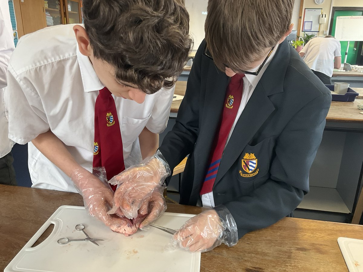 Our Yr10 Biologists looking absolutely fascinated and engaged with Mrs. Edwards heart dissections lesson!