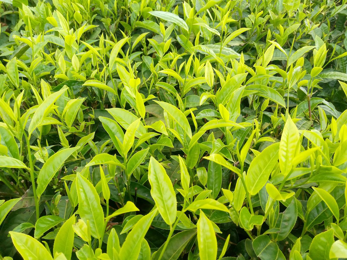 We would now be preparing to add Fertilizer for better quality &amp; Yeilds. Instead we're spending quality time hiding from Loan officers, URA, Government officials, Suppliers &amp; Employees! Who bewitched my beloved TEA Sector?