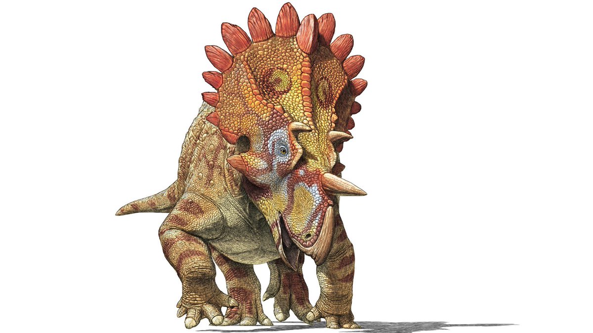 RoyalTyrrell's tweet photo. Geologist Peter Hews discovered Regaliceratops peterhewsi in 2005. This horned dinosaur was nicknamed ‘Hellboy’ due to the combination of difficult excavation conditions, the hardness of the rock surrounding the skull, and the small horns over the eyes. https://t.co/aXcgvks78p