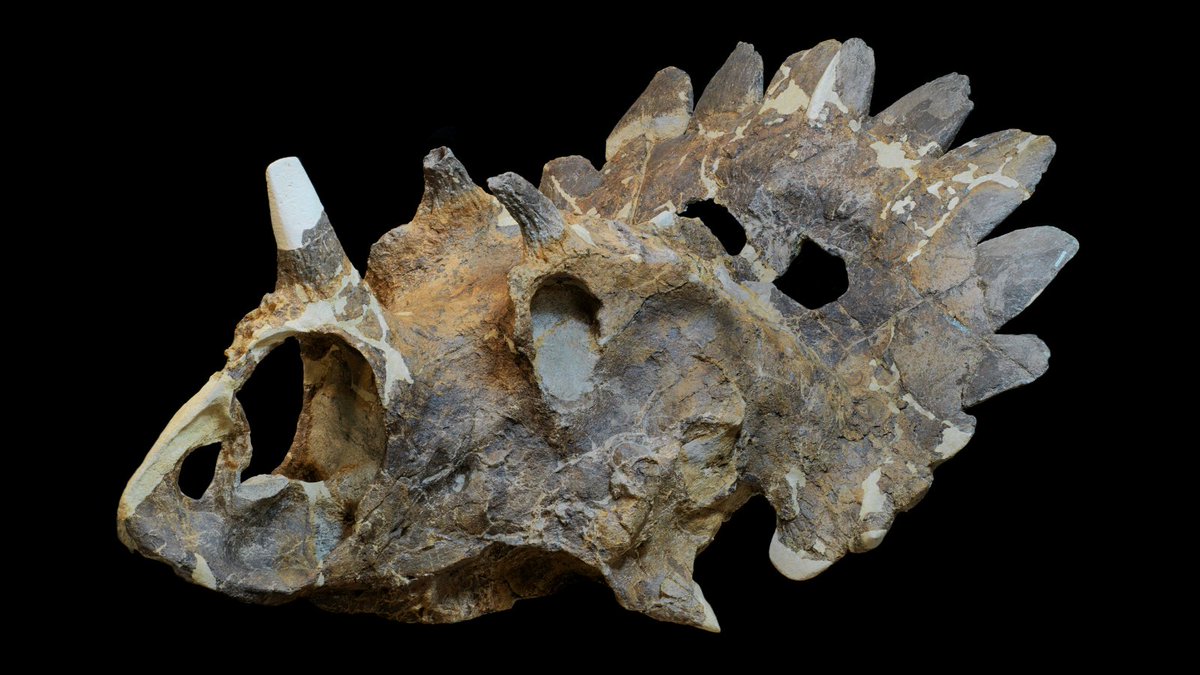 RoyalTyrrell's tweet photo. Geologist Peter Hews discovered Regaliceratops peterhewsi in 2005. This horned dinosaur was nicknamed ‘Hellboy’ due to the combination of difficult excavation conditions, the hardness of the rock surrounding the skull, and the small horns over the eyes. https://t.co/aXcgvks78p