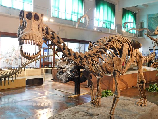 Asociación Paleontológica Argentina tweet media