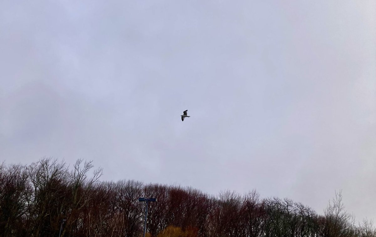 #NaturePhotography
#Naturephotography
#photography #Photography 
#nature #naturelovers
#tree #bird #seagull #sky 
#waterdroplets #outside #seasons 
#March  #Wednesday #naturesbeauty
#Spring #clouds  #grayday #overcast