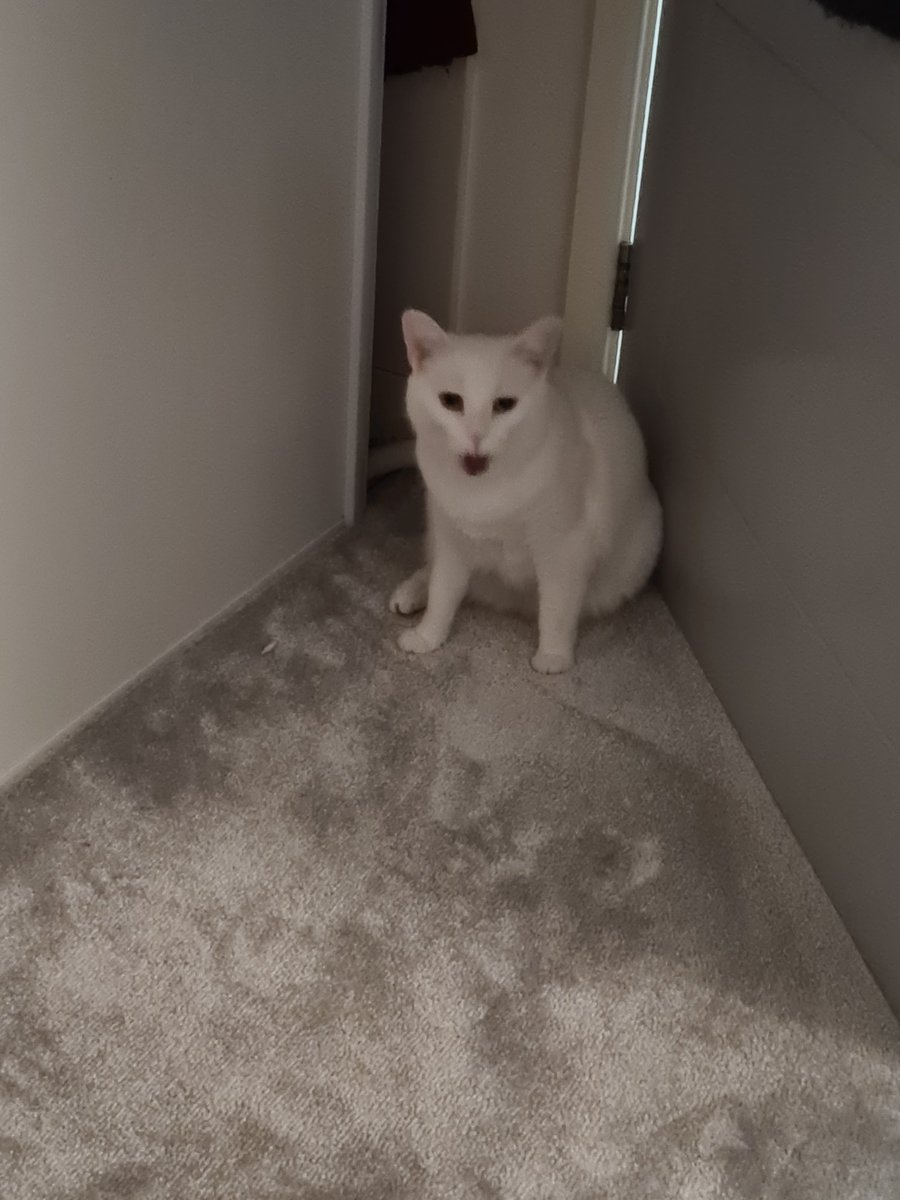 dangerhamster93's tweet photo. @weirdlilguys Look at this adorable little demon blep ❤️ https://t.co/G7VPZTSCqT