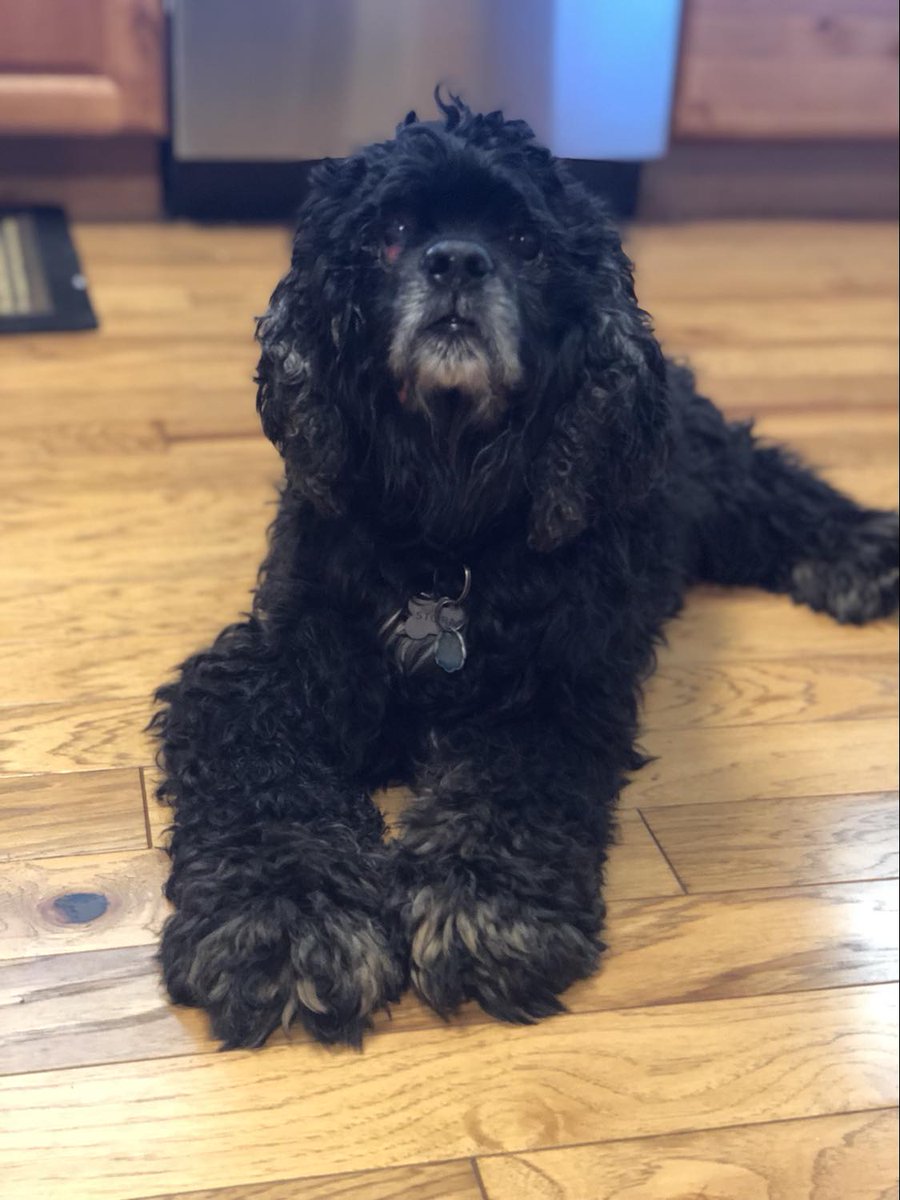 Stormy Cocker Spaniel tweet media