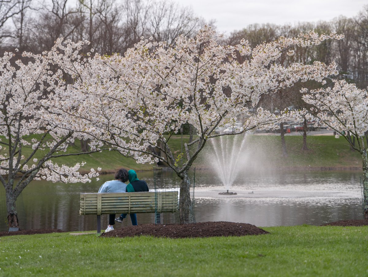 GeorgeMasonU's tweet photo. Spring campus loading...
🟩🟨🟩🟨◻️◻️◻️

📷: OUB https://t.co/MjAdTaVcvW