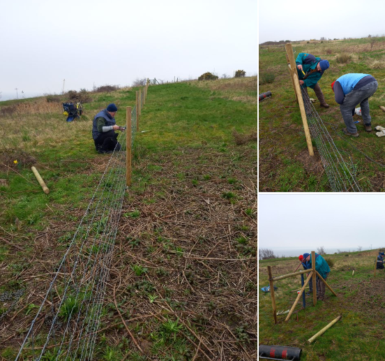 New nesting enclosure now finished for our Mersey Coastal Breeding Birds project with @mgenvtrust and @NaturalEngland. Massive thanks to everyone involved especially the mega dedicated volunteers! @thelandtrust @TCVtweets @TCVMerseyside